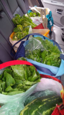 5 Bags of Green stuff from today's Farmers Market! Think I'm ready... :) -Kersten